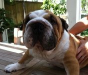Lola-Paisley.jpg Lola-Paisley.jpg