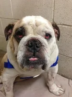 Brutus.webp
