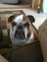 Mocha.webp
