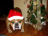 winston.webp