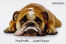 funny-bulldog-picture-cute-445x299.webp