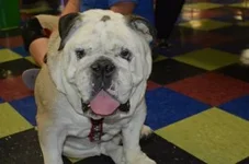Roscoe.webp