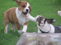Bonnie & Clyde.jpg Bonnie & Clyde.jpg