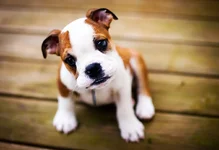 rascal1.webp
