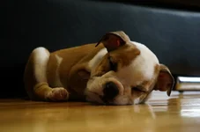 rascal3.webp