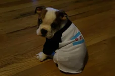 rascal4.webp