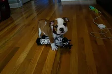 rascal6.webp