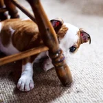 rascal8.webp