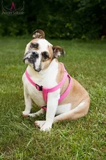 frankie.webp