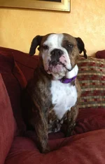 zoey.webp