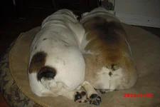 bulldog butts.webp