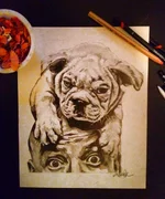 Bulldogpup.webp