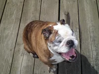 brandy laughing.webp