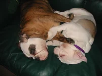 brandi and fi sniggling.webp
