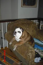 brandi hanging out on chair.webp