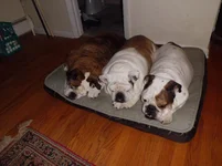 three sleeping bullies.webp