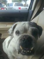 millie Mae.webp