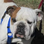 bentlley.webp