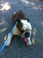 Buster - Long Island.jpg Buster - Long Island.jpg