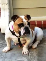 winnie.webp