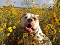 SanchoSunflowers2.webp
