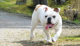 dog10.webp