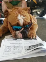 bully temp.webp