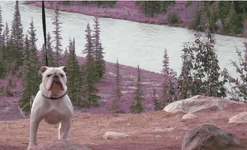 Jasper.webp