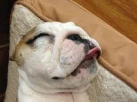 Harlea Sleeping (2).webp