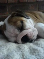 Harlea Sleeping 2.webp