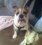 max ibr.webp