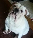 chloe ibr.webp