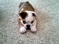 LolaMcWigglebutt.webp