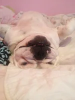 molly upside down.webp