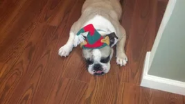 geno elf hat.webp
