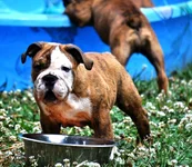 12 weeks Pups & water play 015.webp