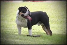 TazBeast.webp