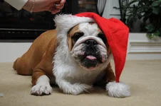 image.webp