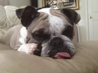 geno 0813 2.webp