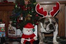 YuleDog.webp
