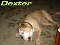 1381245484_dexter.jpg