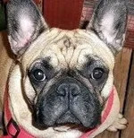MaudeCarlie362013 013.webp