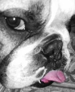 geno close up.webp