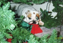 tilly.webp