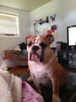 Iphone5 012.webp