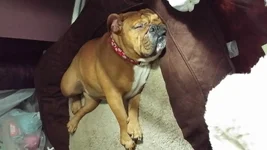 Nap time on my new bed.webp