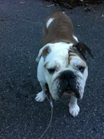 roxy1.webp