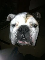 roxy3.webp