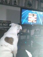 Bocephus watching puppy bowl.jpg