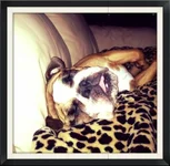 zoey2.webp